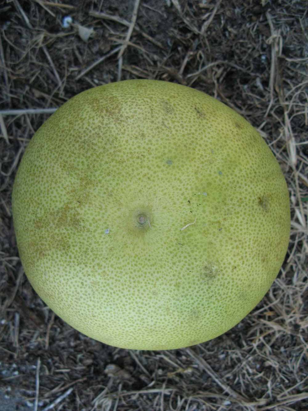              Fruit (Winter Haven, FL)       